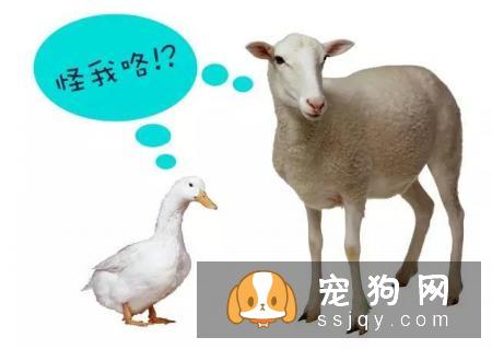宠物究竟需不需要穿衣服呢?答案:万事无绝对嘛当然,除了你家娃很可爱