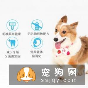 为什么小型犬比大型犬更长寿？