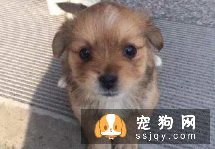 狗狗总是无缘无故乱叫是怎么回事？