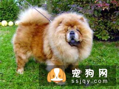 狗狗在夏季应该怎么做好防晒