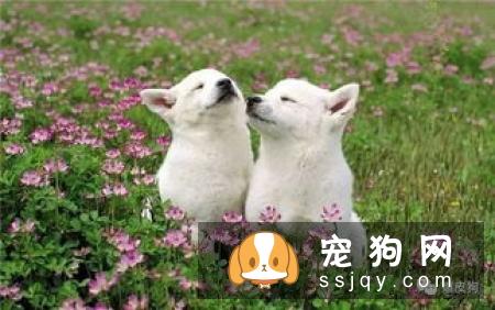 在冬天养狗，有哪些事情不能对狗狗做？