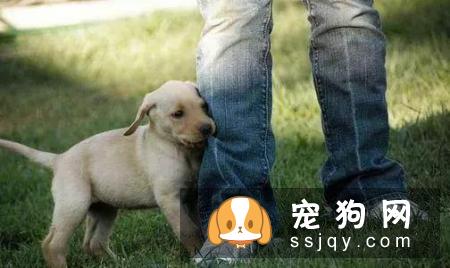 狗狗总是无缘无故乱叫是怎么回事？