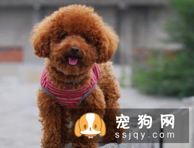 狗狗能吃的食物，有哪些？