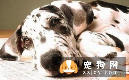 如何在家给狗狗清理肛门腺?