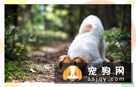 狗癣、过敏、叮咬等皮肤病,专挑皮肤防御力最低的夏季出来!
