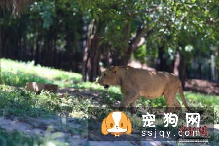 天气炎热，应该如何正确帮助宠物驱热避暑
