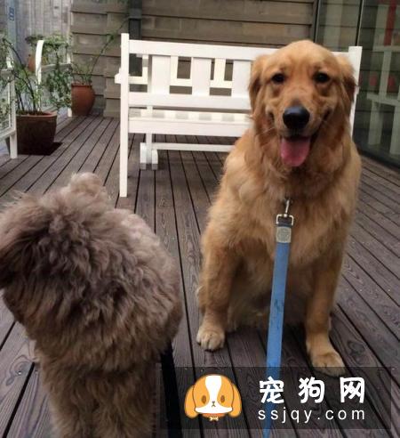 不适合养狗狗的人有哪些？