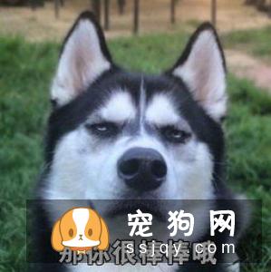 有哪些宠物比较粘人，排名前20的粘人宠物排行榜！