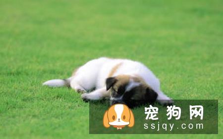 这几种狗狗传染疾病一定要警惕！