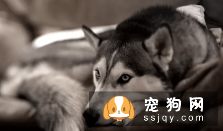 有哪些宠物比较粘人，排名前20的粘人宠物排行榜！