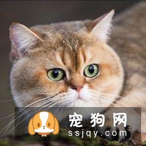 如何区分英国短毛猫和美国短毛猫？美短和英短有什么区别？