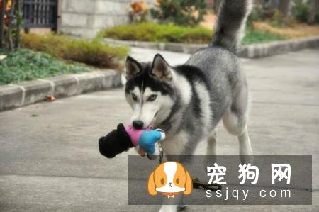 哈士奇应该怎么训练,教你如何训练出一只优秀的哈士奇犬
