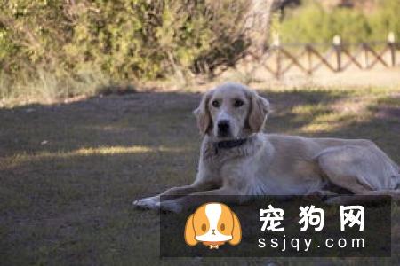 夏季高温来袭，如何避免狗狗中暑，这些方法学起来！