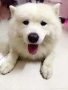 我的狗狗为什么放屁特别臭？
