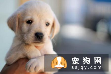狗癣、过敏、叮咬等皮肤病,专挑皮肤防御力最低的夏季出来!