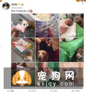 养狗的十个谣言，你听过几个？