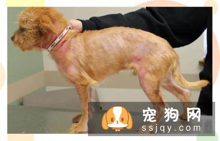 狗癣、过敏、叮咬等皮肤病,专挑皮肤防御力最低的夏季出来!