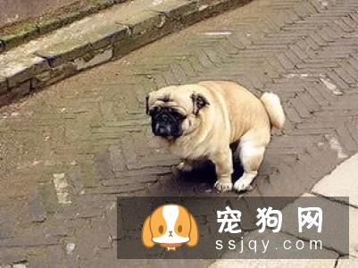 个子大招谁惹谁了?铲屎官大升级,打造养宠新模式!