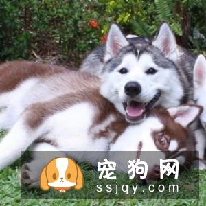 哈士奇犬患细小病毒怎么办 应该如何防治?