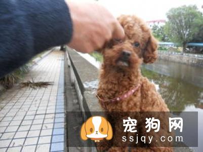 幼犬宠物狗的基本调教方法，宠物狗幼犬怎么调教