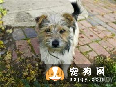 小狗拉稀带血怎么办？狗狗拉稀带血是什么原因？