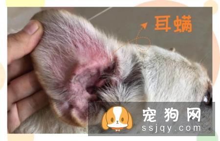 狗癣、过敏、叮咬等皮肤病,专挑皮肤防御力最低的夏季出来!