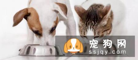 狗狗和猫咪在饮食上原来有这么多不同！