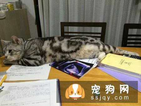 为什么喵星人总爱捣乱？其实那是它在乎你的表现