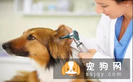 想要保证狗狗有健康的身体，主人应该怎么做？