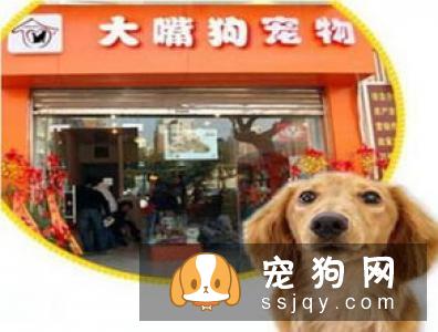 宠物市场越来越好，未来的宠物种类都有哪些？