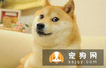 在冬天养狗，有哪些事情不能对狗狗做？