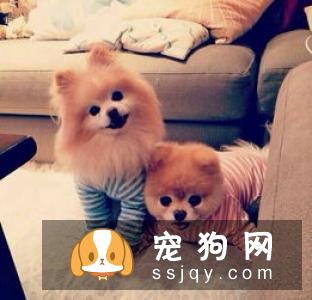 汪星人冷知识丨狗狗年龄对照表