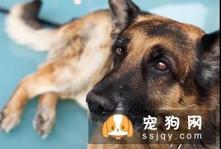 宠仔圈:10大狗狗健康警示信号:呼吸困难当爱宠你变得呼吸困难!