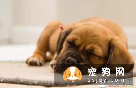 狗拉肚子什么原因 狗拉肚子拉稀怎么办
