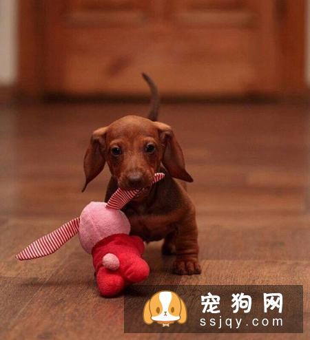 为什么小型犬比大型犬更长寿？
