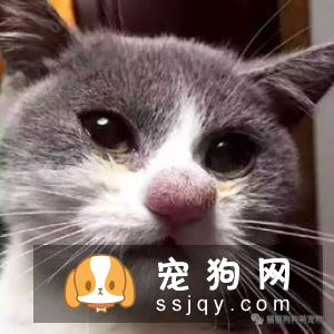 什么宠物认主，最认主的宠物排行榜