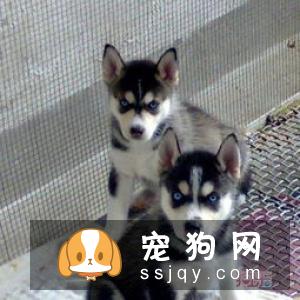 哈士奇应该怎么训练,教你如何训练出一只优秀的哈士奇犬