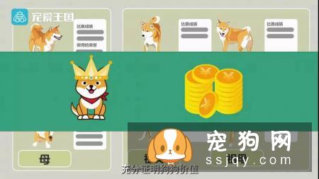 想买纯种犬太难,总是被狗贩子坑?CKU为狗狗打造了五大神器