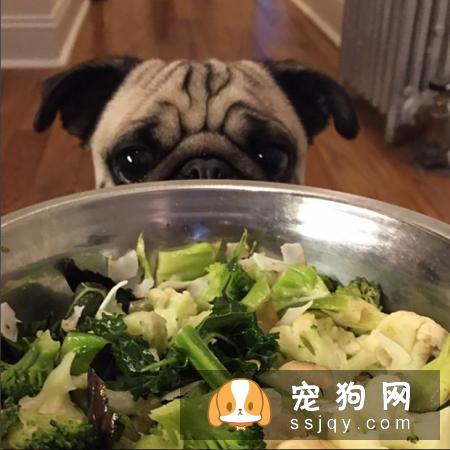 养狗狗需要做哪些准备？准备养狗要懂得那些事