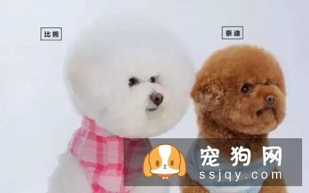 比熊和泰迪有什么不同，应该怎么区分比熊和泰迪？