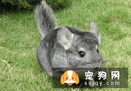 有哪些宠物比较粘人，排名前20的粘人宠物排行榜！