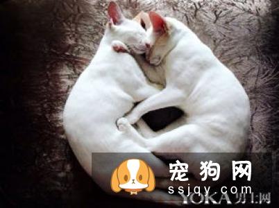为什么养猫的男生值得交往？