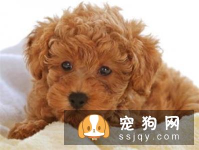 狗狗夏季皮肤病解析【早期症状】
