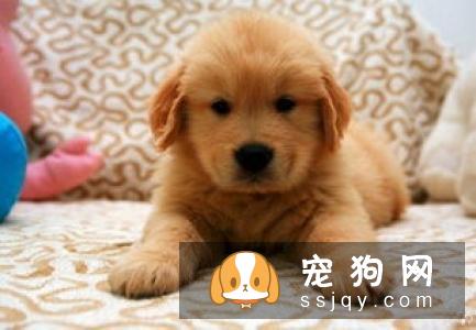学会怎么科学喂养， 你的拉布拉多离赛级犬不远了