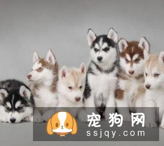狗狗需要定期修剪指甲吗？来看看狗狗剪指甲的必要性！