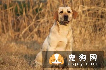 宠物衰老都有哪些症状，应该怎么养护？