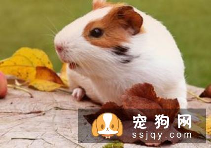 仓鼠吃什么东西最好?饲养仓鼠的禁忌