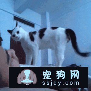 怎么才能不让猫咪叫你起床？