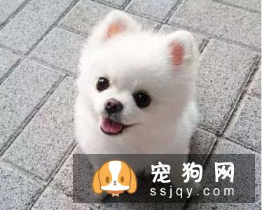 博美犬和泰迪犬哪个好?宠仔圈社交电商平台正式上线啦!