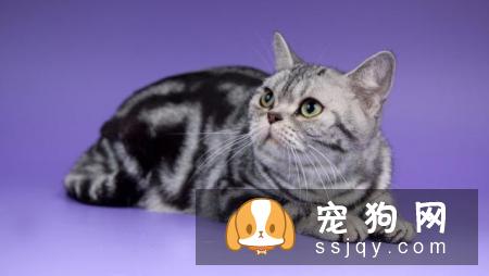 如何区分英国短毛猫和美国短毛猫？美短和英短有什么区别？